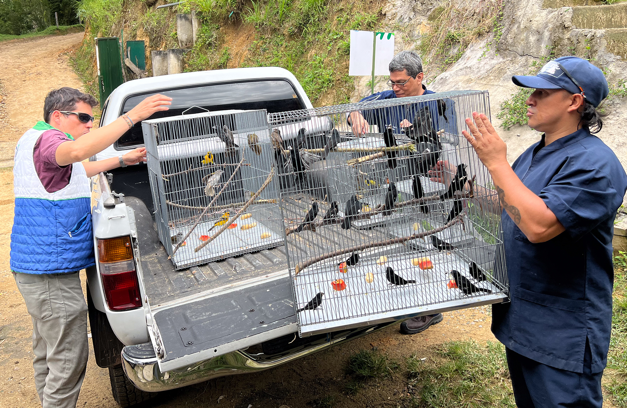   CDMB y Policía Nacional recuperan 55 aves silvestres víctimas del tráfico ilegal en Bucaramanga