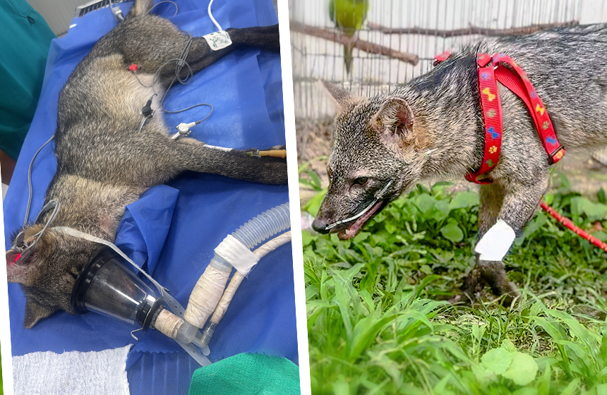 Un regreso a la libertad: la conmovedora historia del zorro plateado que volvió a nacer en manos del CAV de la CDMB