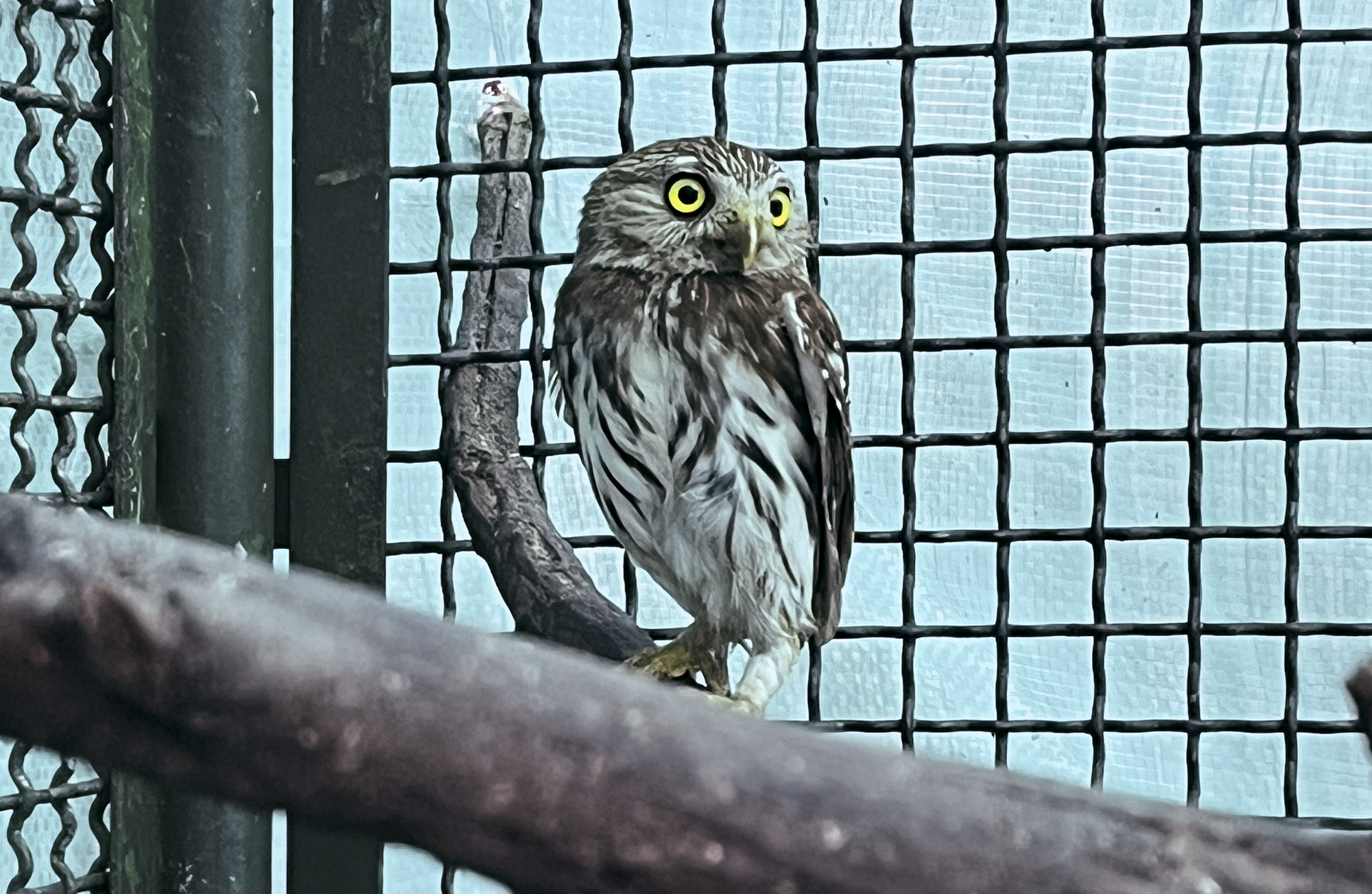 CDMB rescata por primera vez un ejemplar de mochuelo brasileño en su jurisdicción