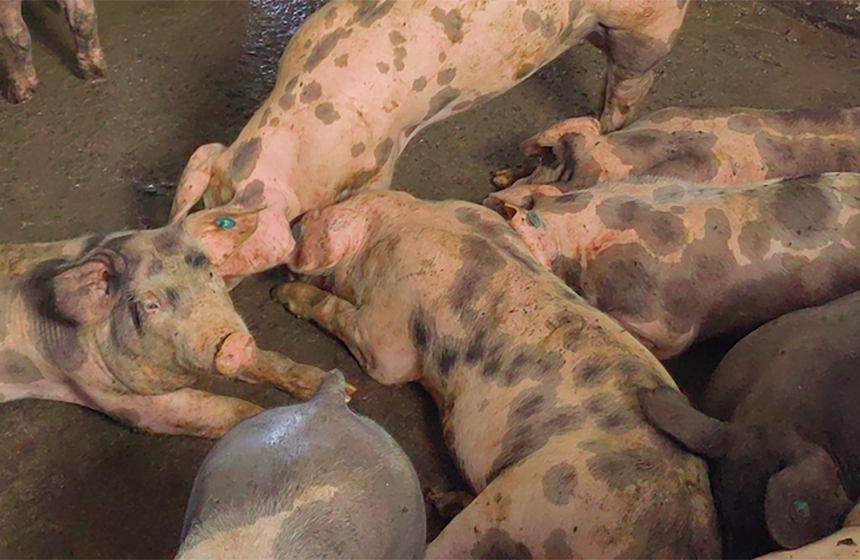 Acuerdo de voluntades fortalece la porcicultura amigable con el medio ambiente