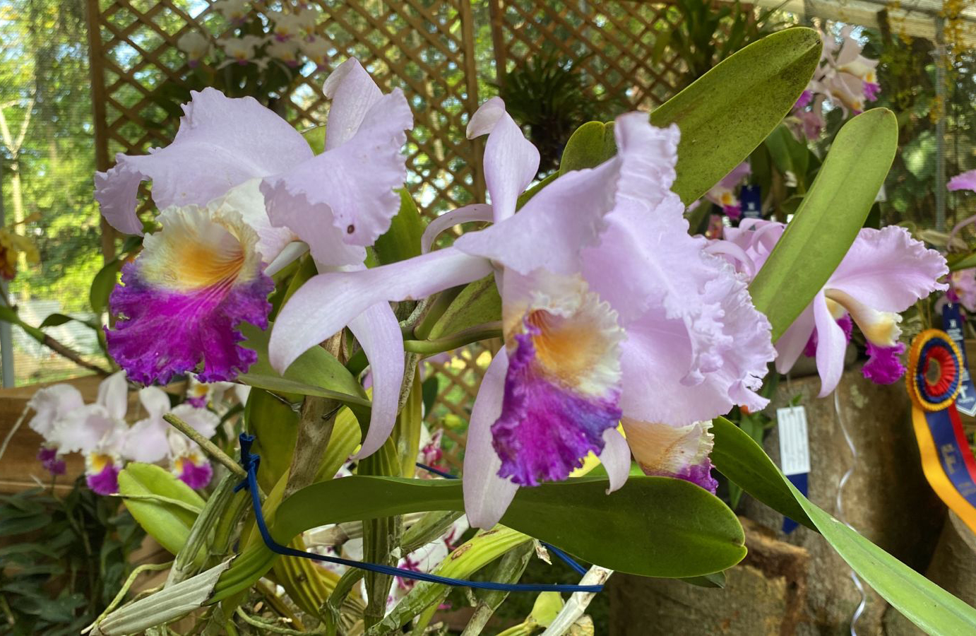 Inicia la Exposición Nacional de Orquídeas en el jardín botánico Eloy Valenzuela