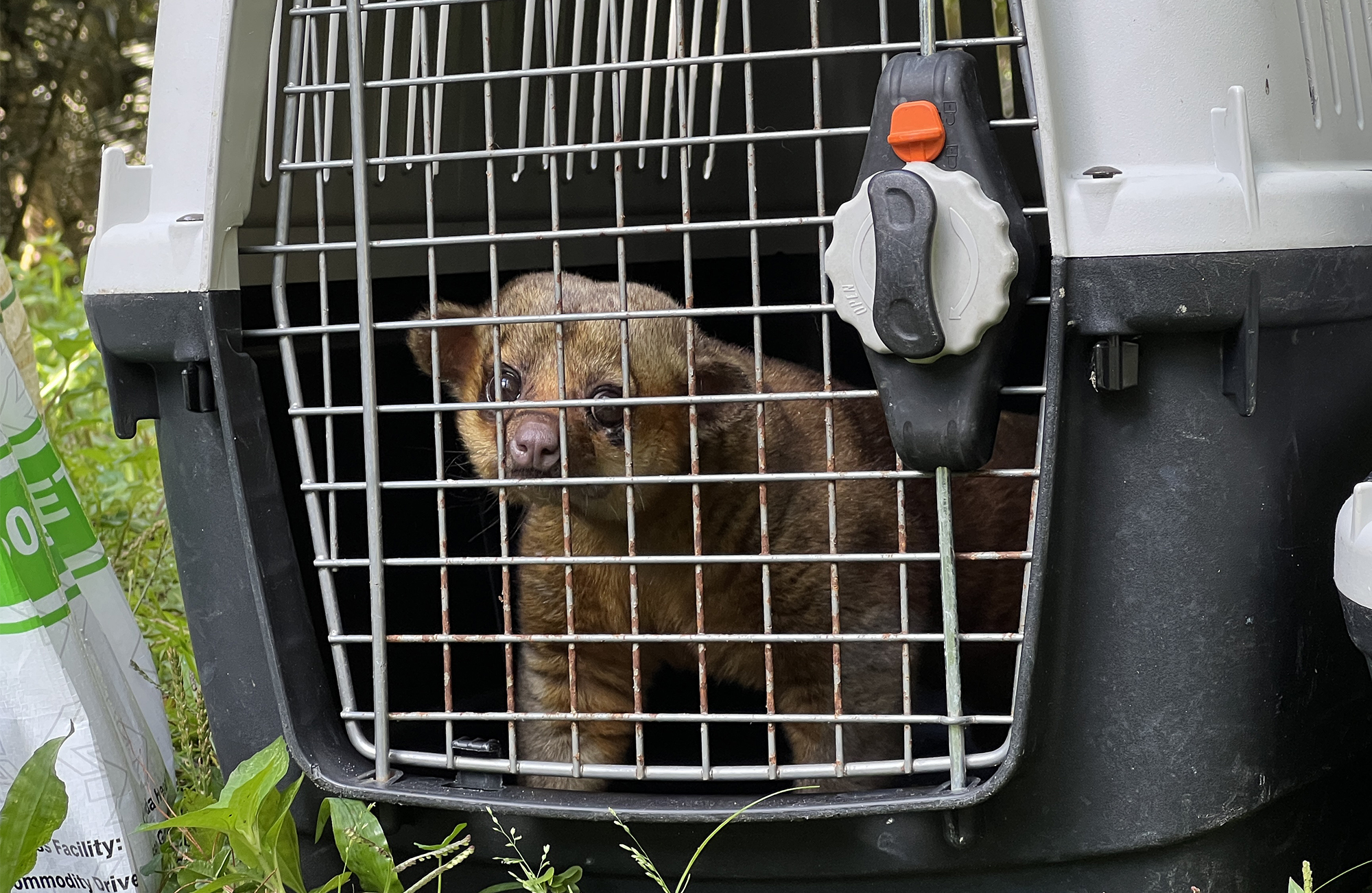 CDMB realizó diferentes liberaciones de fauna silvestre para fortalecer los ecosistemas