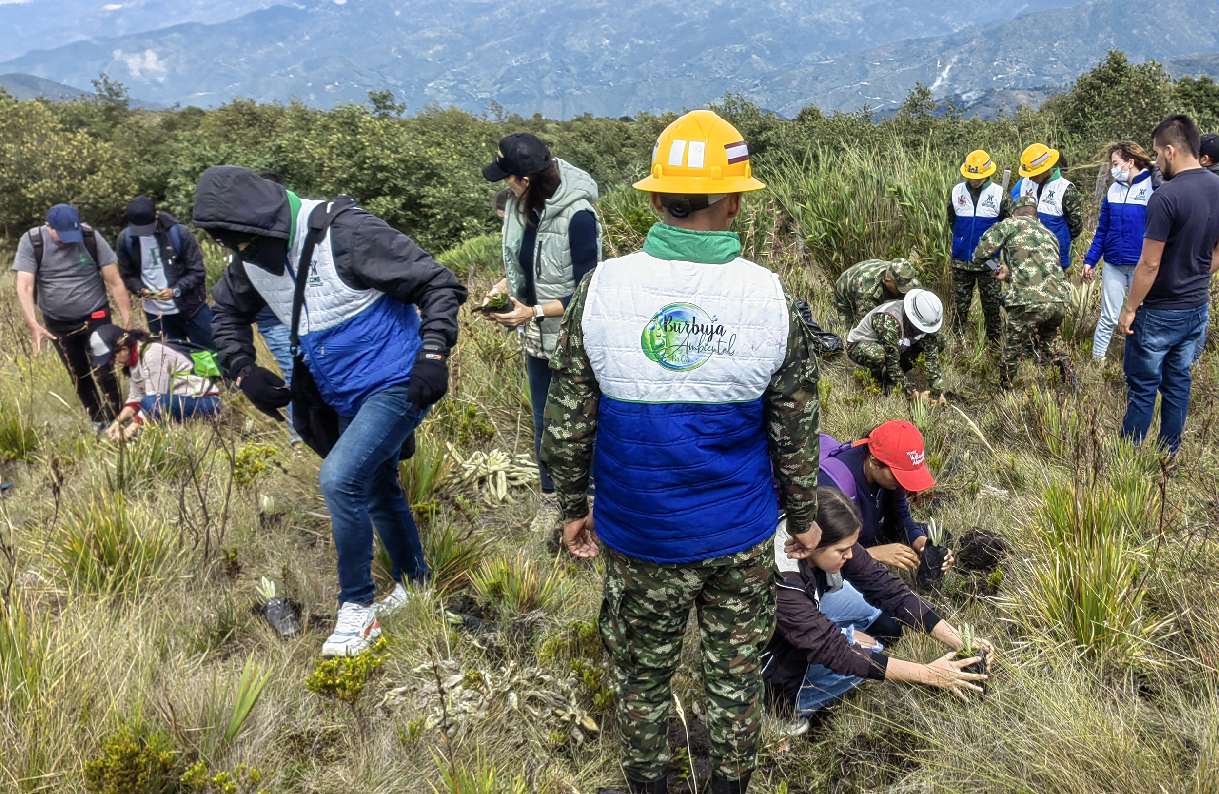 CDMB participó en siembra interinstitucional de frailejones en el páramo de Santurbán