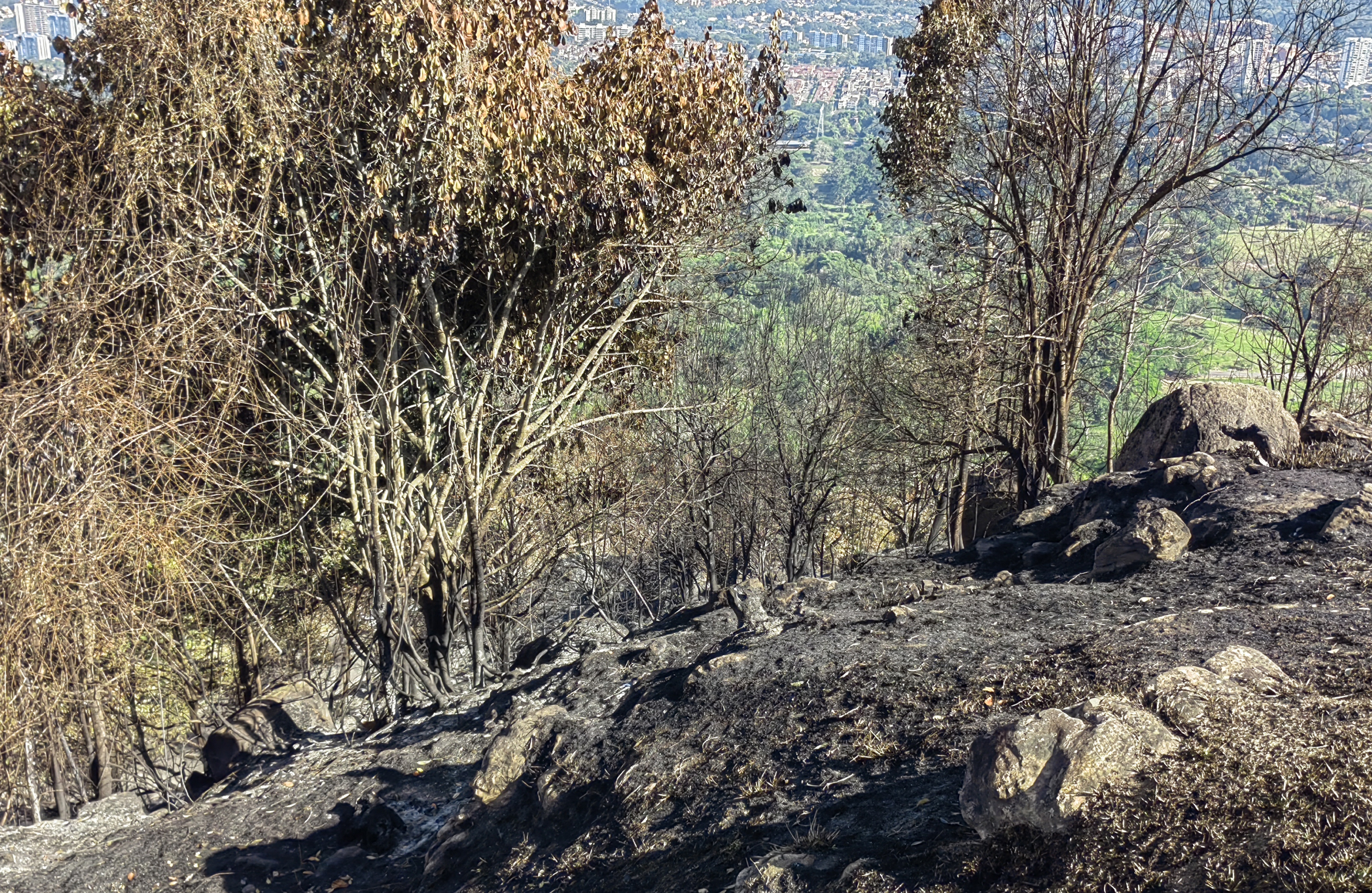 Incendio de la Mesa de Ruitoque afectó especies de flora y fauna