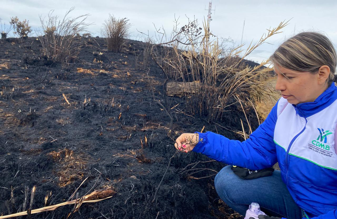 No todo está perdido, a una semana del incendio en Ucatá, florece la esperanza