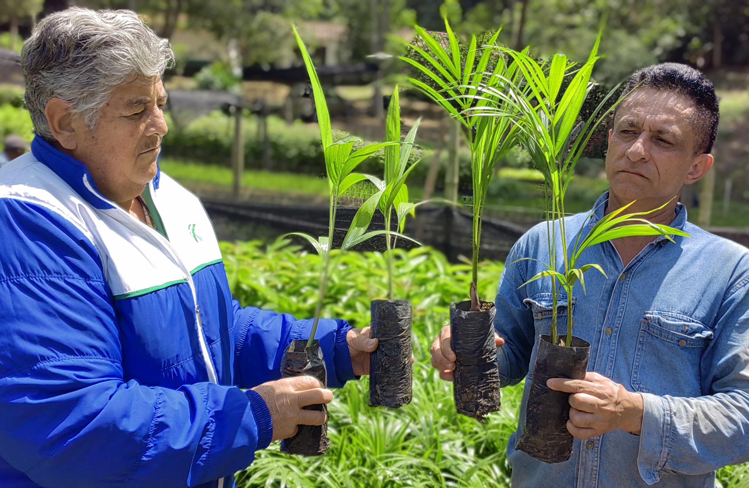 La CDMB inicia la entrega de 30 mil plántulas como medida de conservación durante esta Semana Santa
