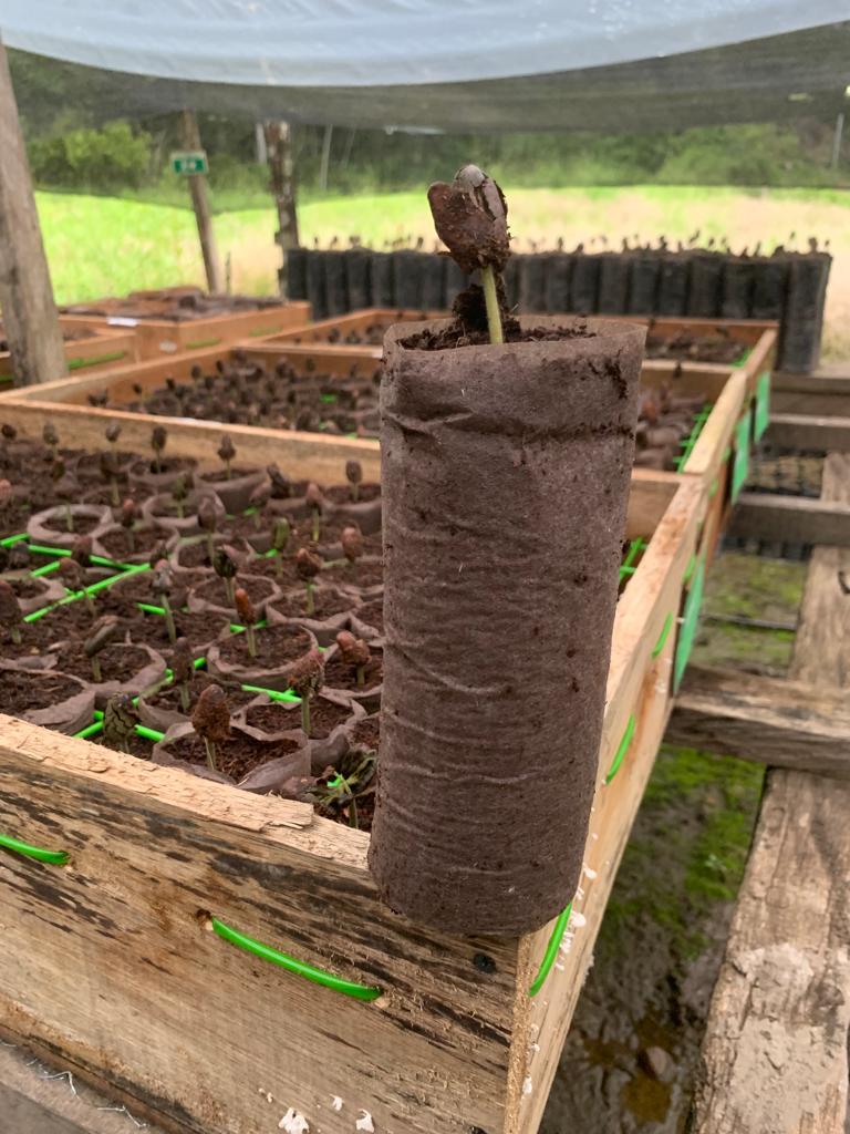 La CDMB impulsa la germinación ecológica de plántulas para cultivos sostenibles