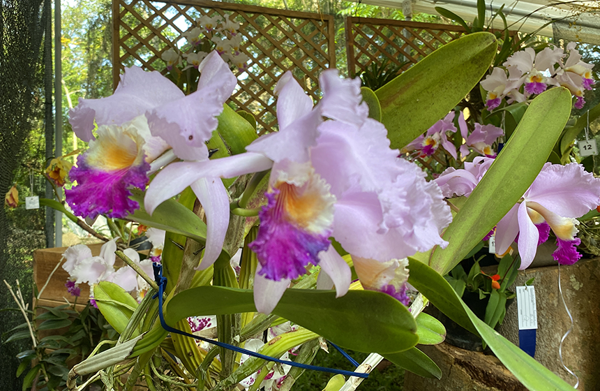 CDMB y Asociación de Orquideología de Santander presentan la 13ª Exposición Nacional de Orquídeas