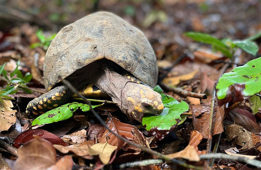 La CDMB regresa 90 tortugas a su hogar: Un emotivo reencuentro con su hábitat natural