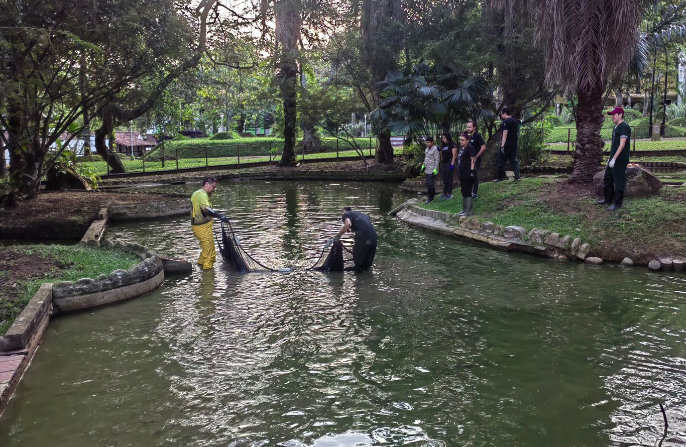 La CDMB dio inicio a la extracción de tortugas de agua en lago de la UIS