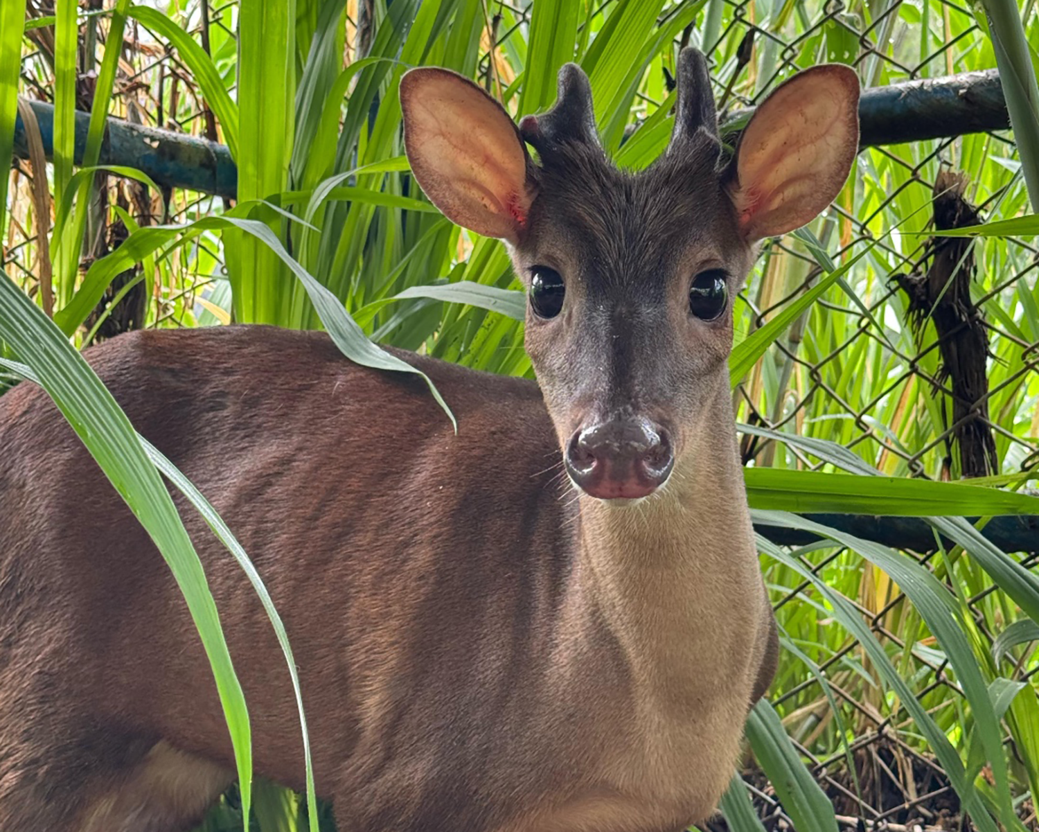 Bajo cuidados y atención médica se encuentran los seis animales de fauna silvestre rescatados en Floridablanca