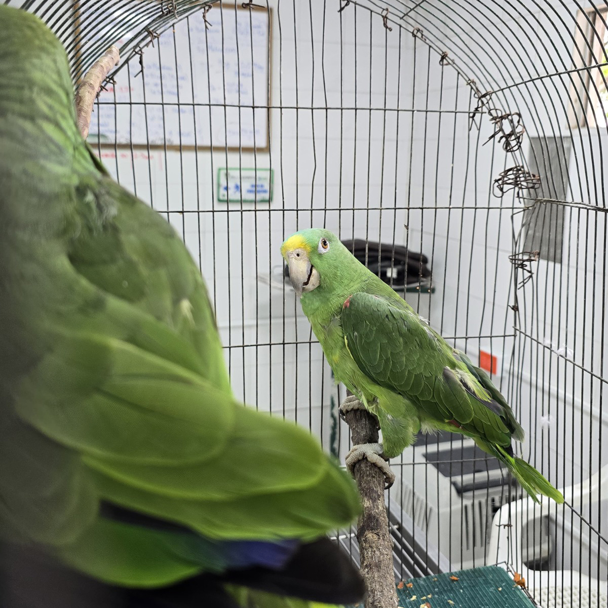 CDMB y Policía Ambiental asestan duro golpe al tráfico ilegal de aves silvestres