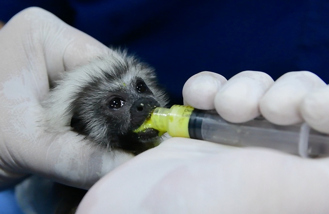 La CDMB impulsa la rehabilitación de dos monos Tití Cabeciblancos rescatados