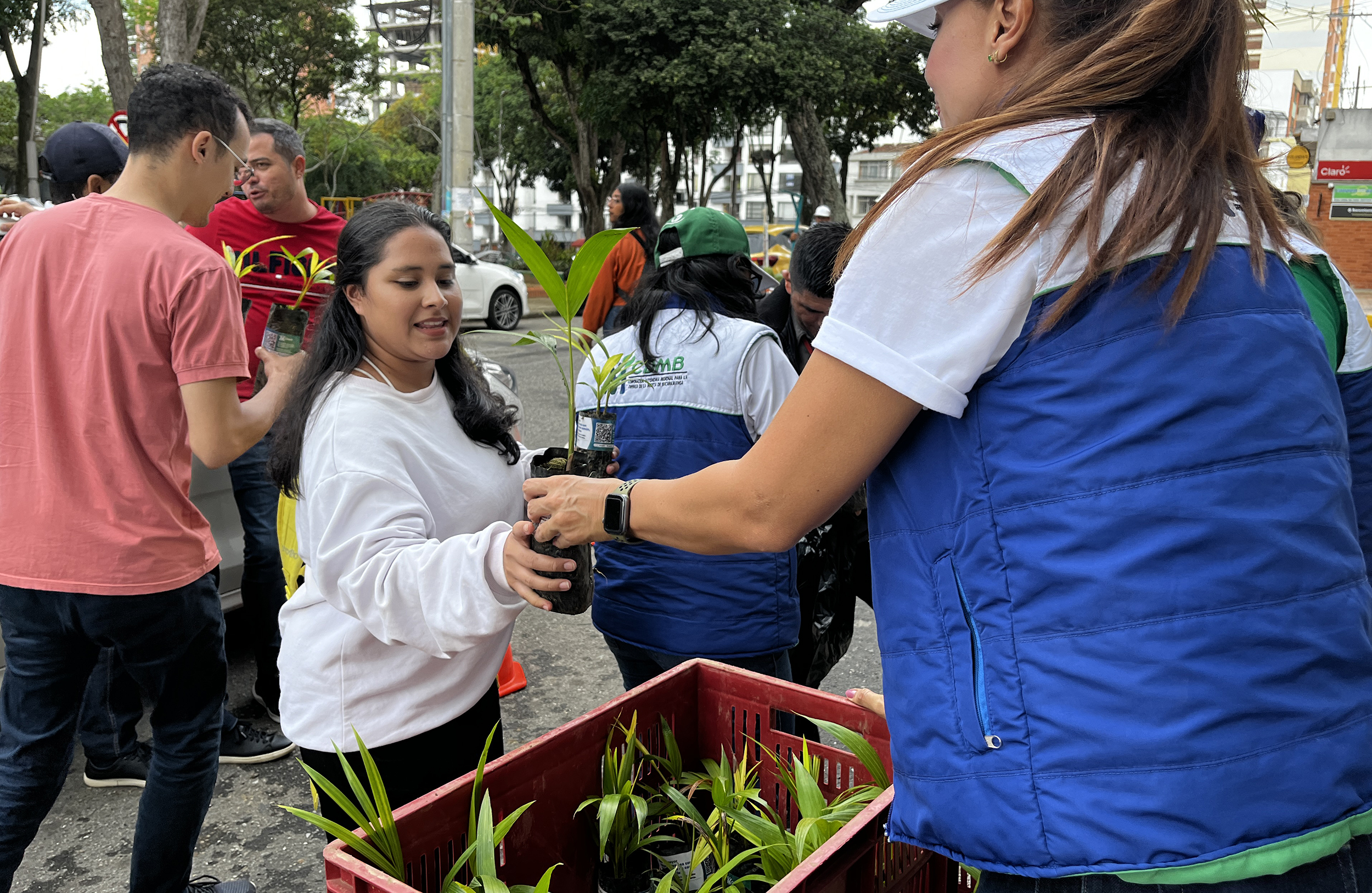 CDMB impulsa entrega de 35.000 plántulas para una celebración sostenible del Domingo de Ramos